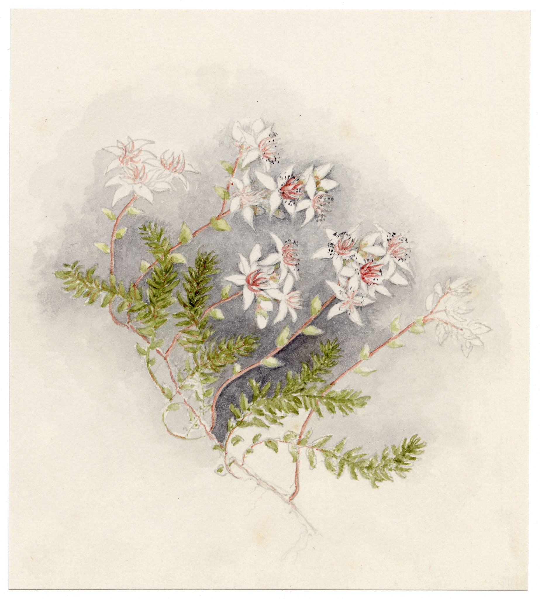 Anon., Common Fringe-myrtle (Calytrix tetragona) Flower, Australia – c.1886 watercolour painting