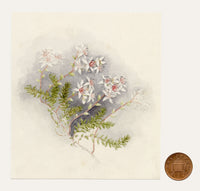 Anon., Common Fringe-myrtle (Calytrix tetragona) Flower, Australia – c.1886 watercolour painting