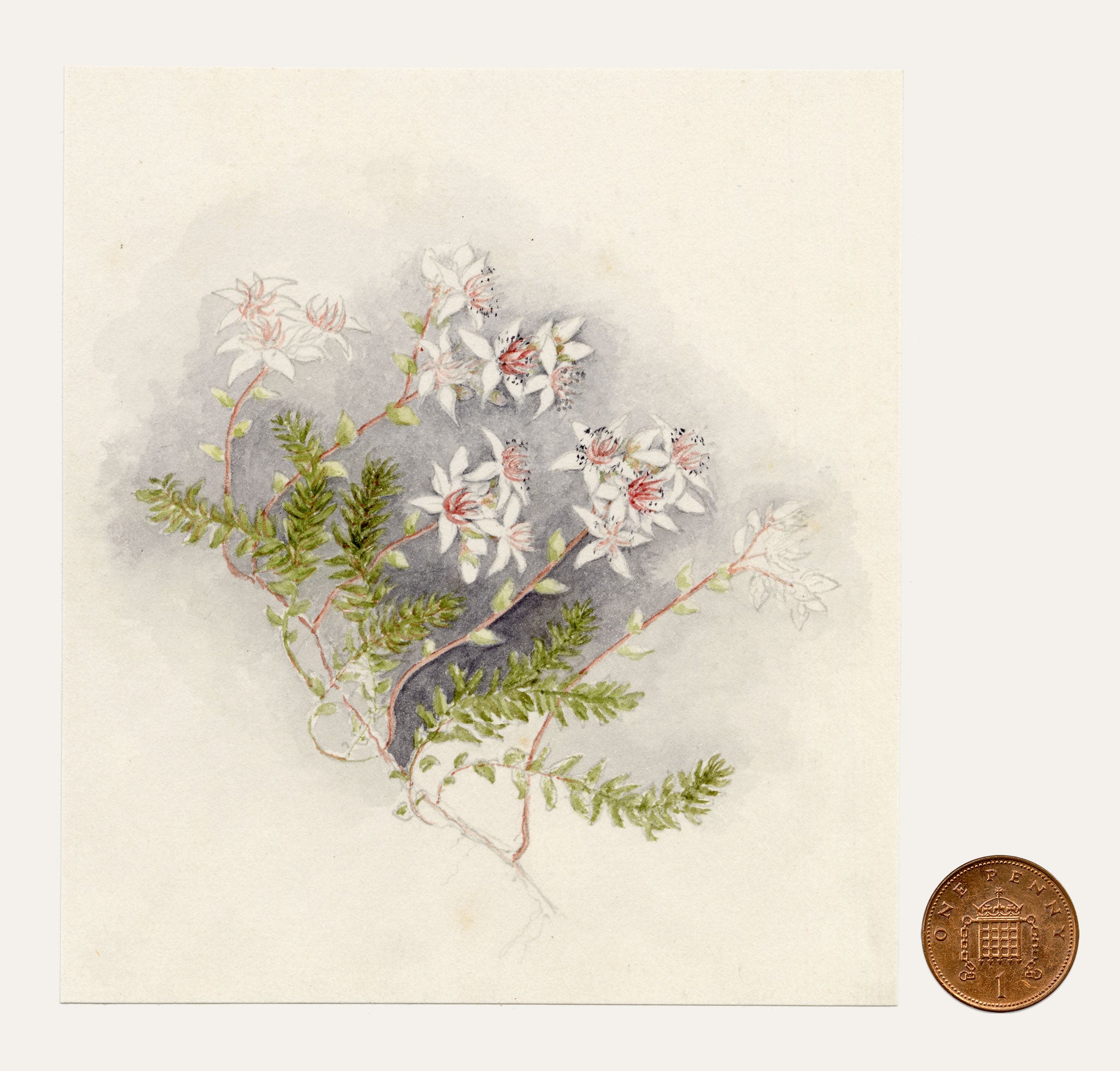 Anon., Common Fringe-myrtle (Calytrix tetragona) Flower, Australia – c.1886 watercolour painting