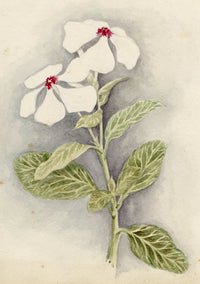 Anon., Madagascar Periwinkle (Catharanthus roseus) Flower, Hong Kong – c.1889 watercolour painting