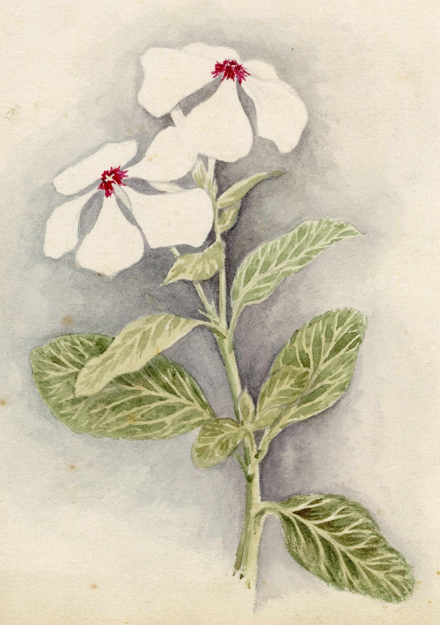 Anon., Madagascar Periwinkle (Catharanthus roseus) Flower, Hong Kong – c.1889 watercolour painting
