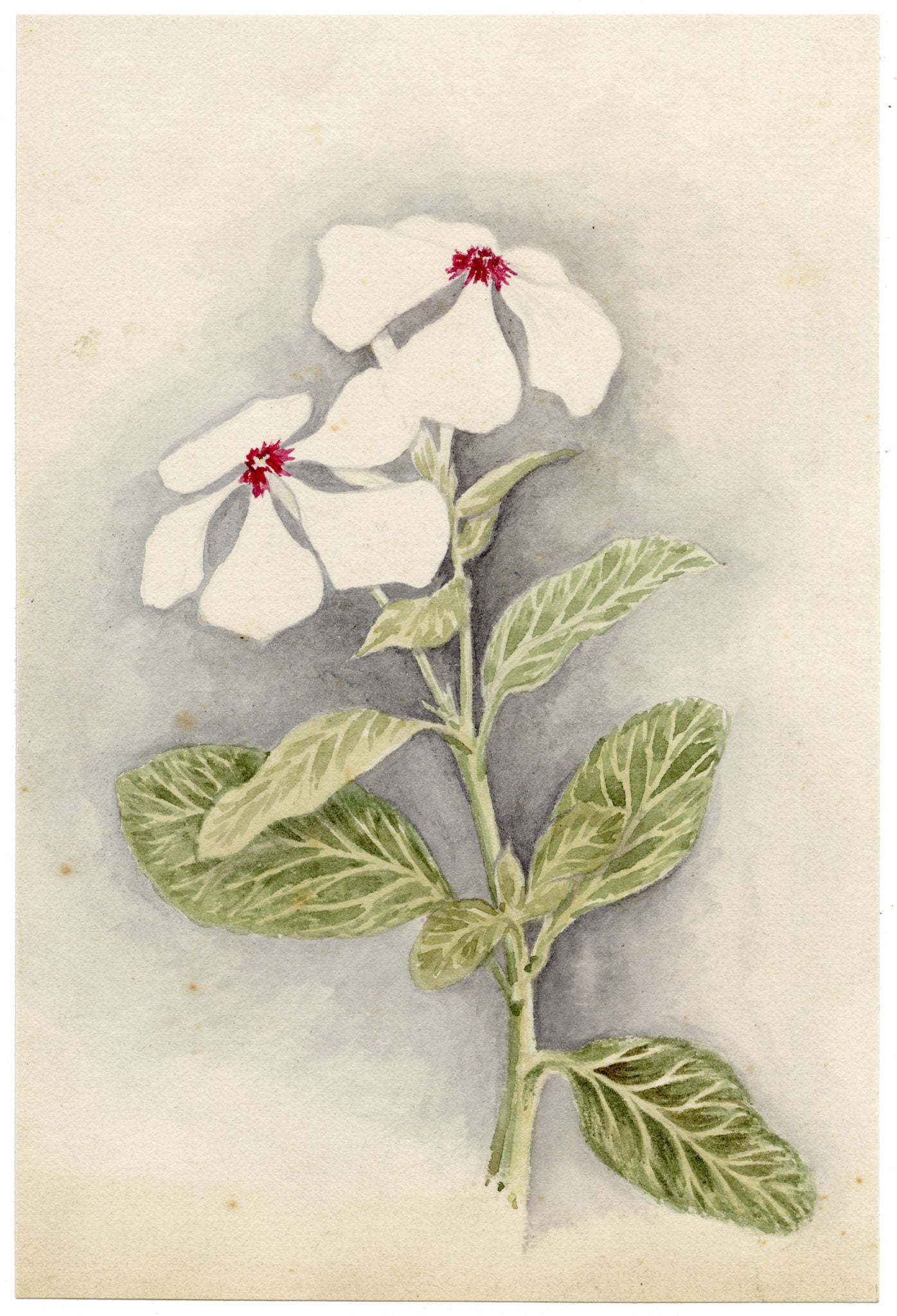 Anon., Madagascar Periwinkle (Catharanthus roseus) Flower, Hong Kong – c.1889 watercolour painting