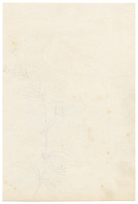 Anon., Madagascar Periwinkle (Catharanthus roseus) Flower, Hong Kong – c.1889 watercolour painting