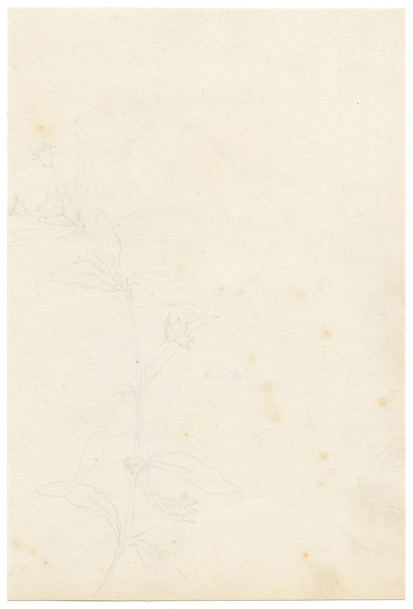 Anon., Madagascar Periwinkle (Catharanthus roseus) Flower, Hong Kong – c.1889 watercolour painting