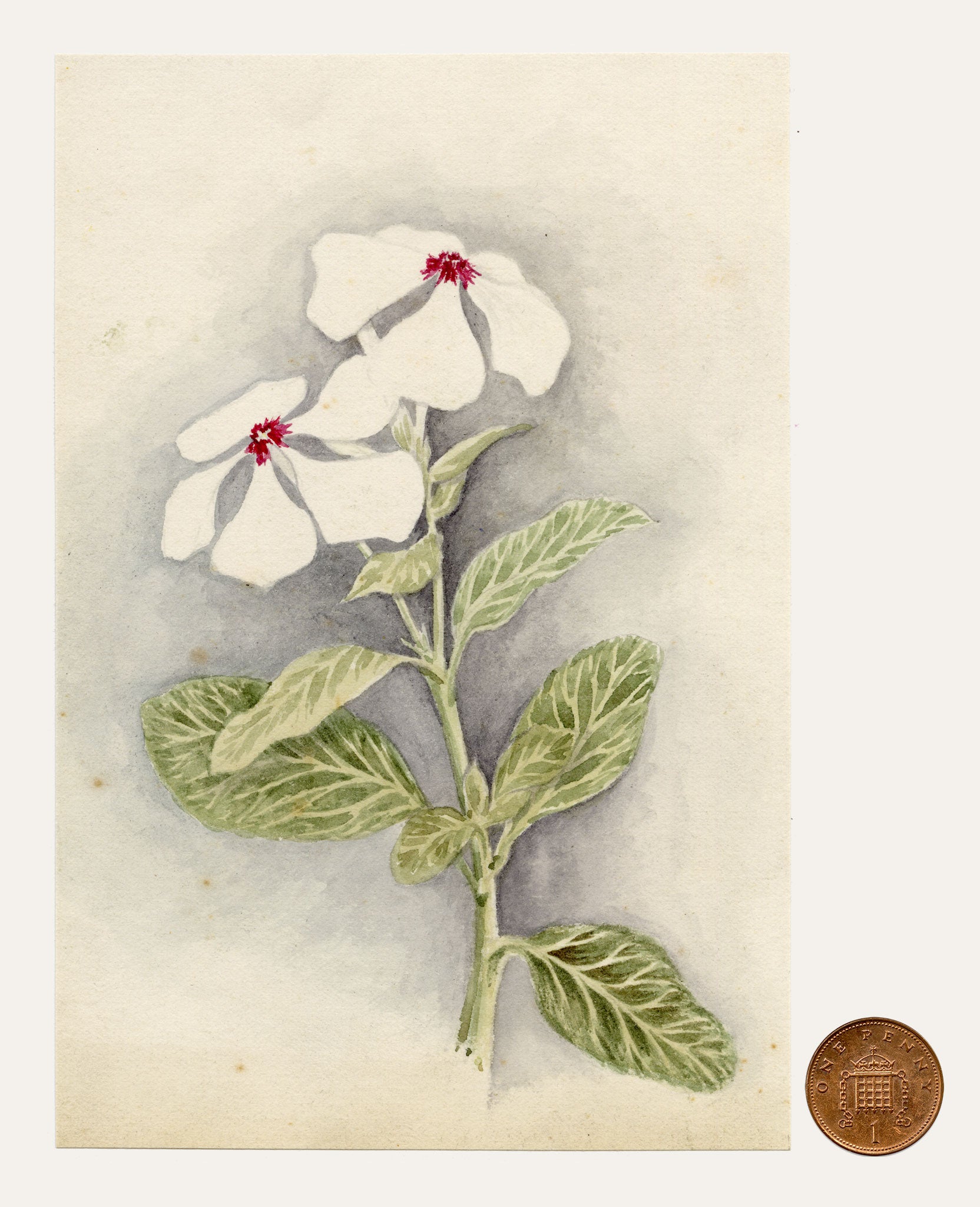Anon., Madagascar Periwinkle (Catharanthus roseus) Flower, Hong Kong – c.1889 watercolour painting