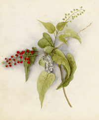 Anon., Pigeon Berry (Rivina humilis) Flower, Hong Kong – c.1886 watercolour painting