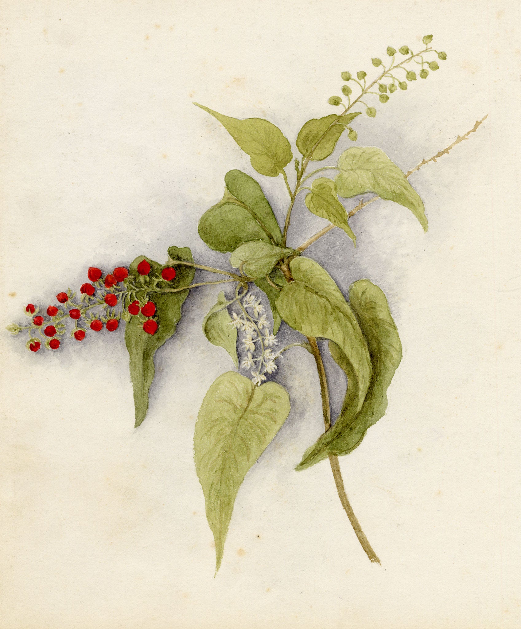 Anon., Pigeon Berry (Rivina humilis) Flower, Hong Kong – c.1886 watercolour painting