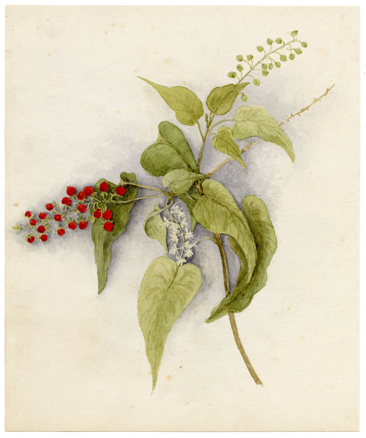 Anon., Pigeon Berry (Rivina humilis) Flower, Hong Kong – c.1886 watercolour painting