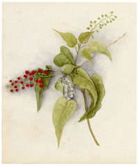 Anon., Pigeon Berry (Rivina humilis) Flower, Hong Kong – c.1886 watercolour painting