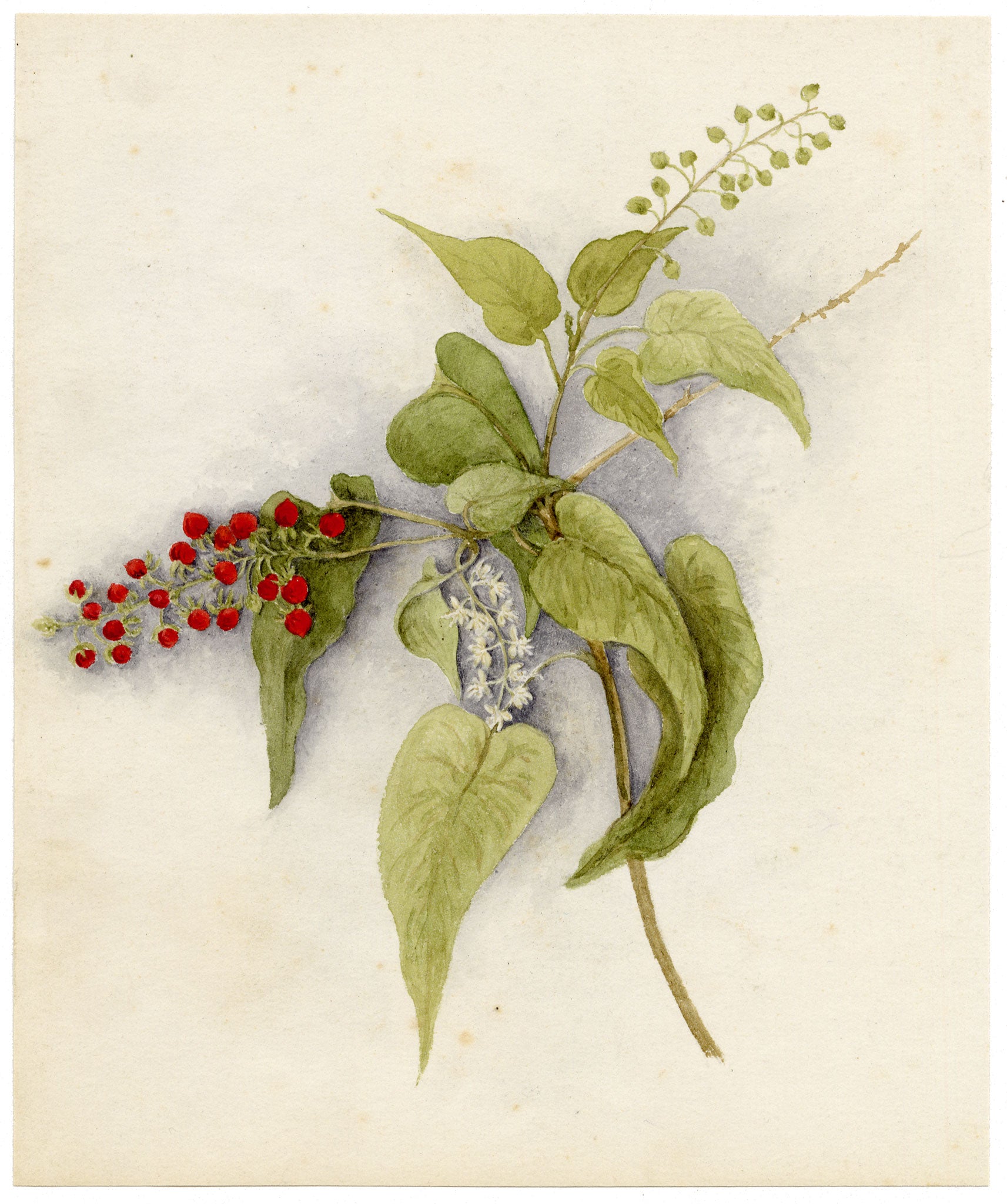 Anon., Pigeon Berry (Rivina humilis) Flower, Hong Kong – c.1886 watercolour painting
