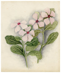 Anon., Pigeon Berry (Rivina humilis) Flower, Hong Kong – c.1886 watercolour painting