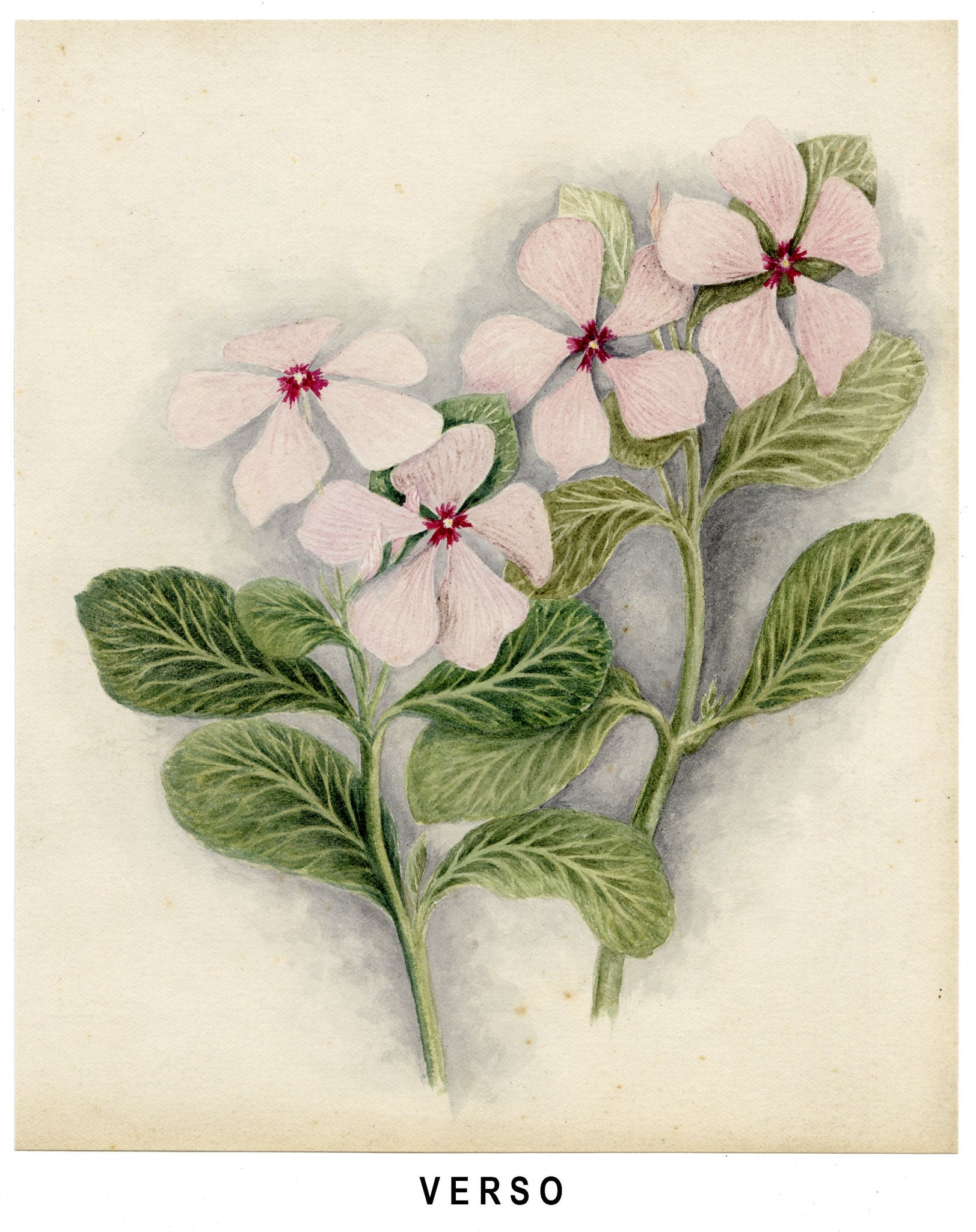 Anon., Pigeon Berry (Rivina humilis) Flower, Hong Kong – c.1886 watercolour painting