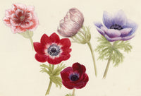 Anon., Anemone Flowers – c.1889 watercolour painting