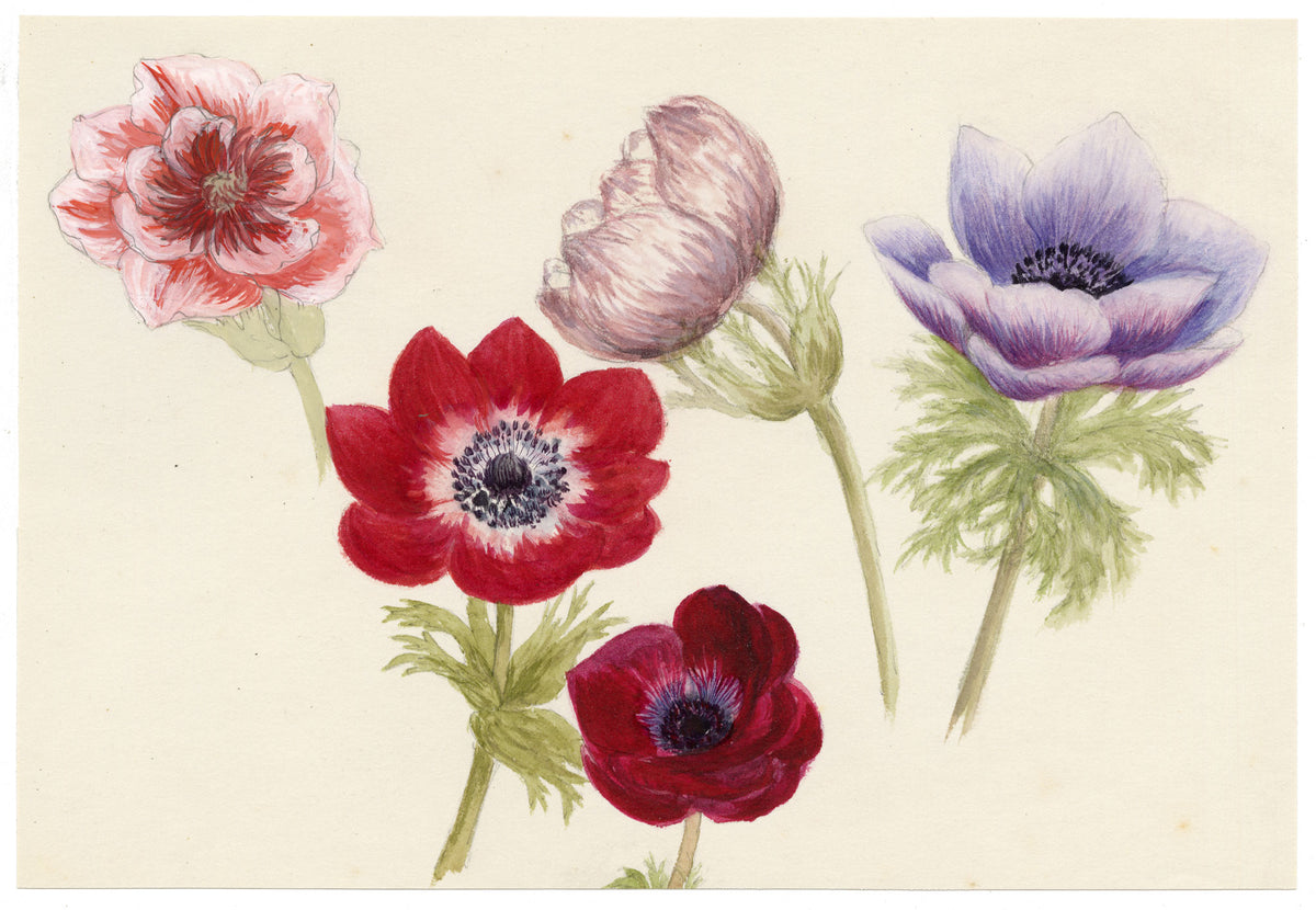 Anon., Anemone Flowers – c.1889 watercolour painting