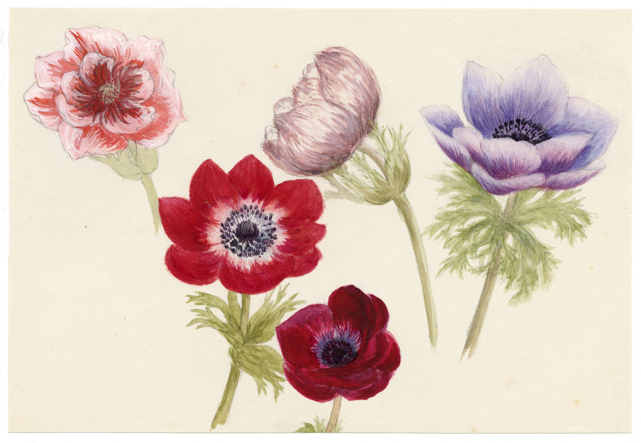 Anon., Anemone Flowers – c.1889 watercolour painting