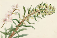 Anon., Euphorbia Plant & Blossom Sprig – c.1889 watercolour painting
