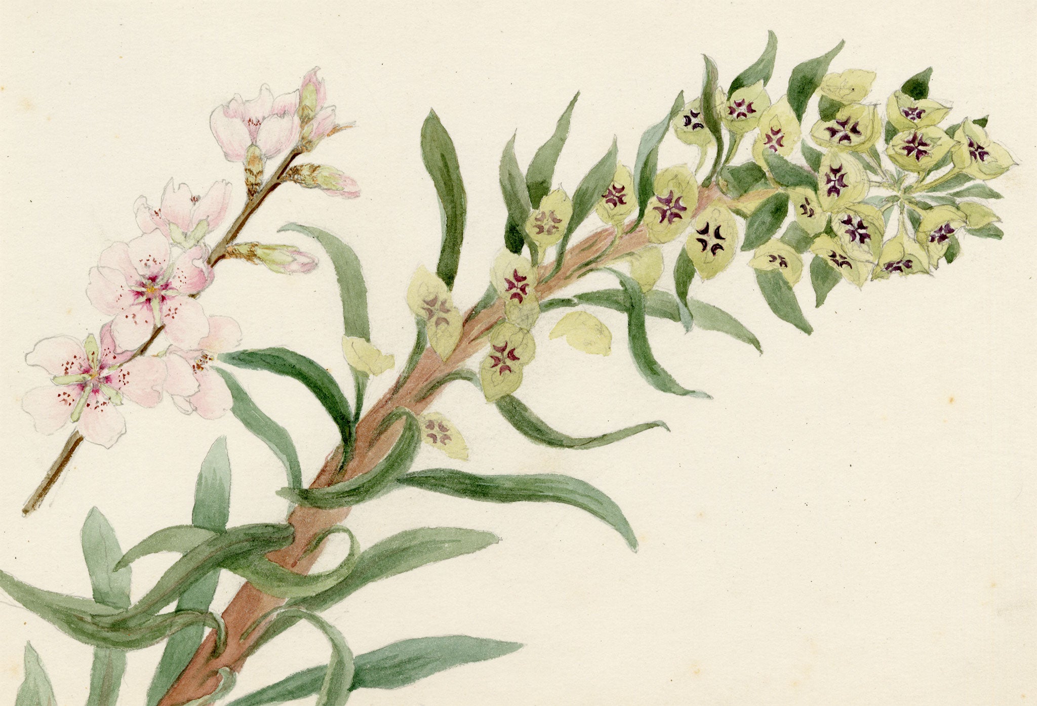 Anon., Euphorbia Plant & Blossom Sprig – c.1889 watercolour painting