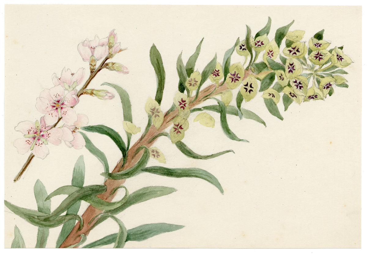 Anon., Euphorbia Plant & Blossom Sprig – c.1889 watercolour painting
