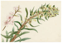 Anon., Euphorbia Plant & Blossom Sprig – c.1889 watercolour painting