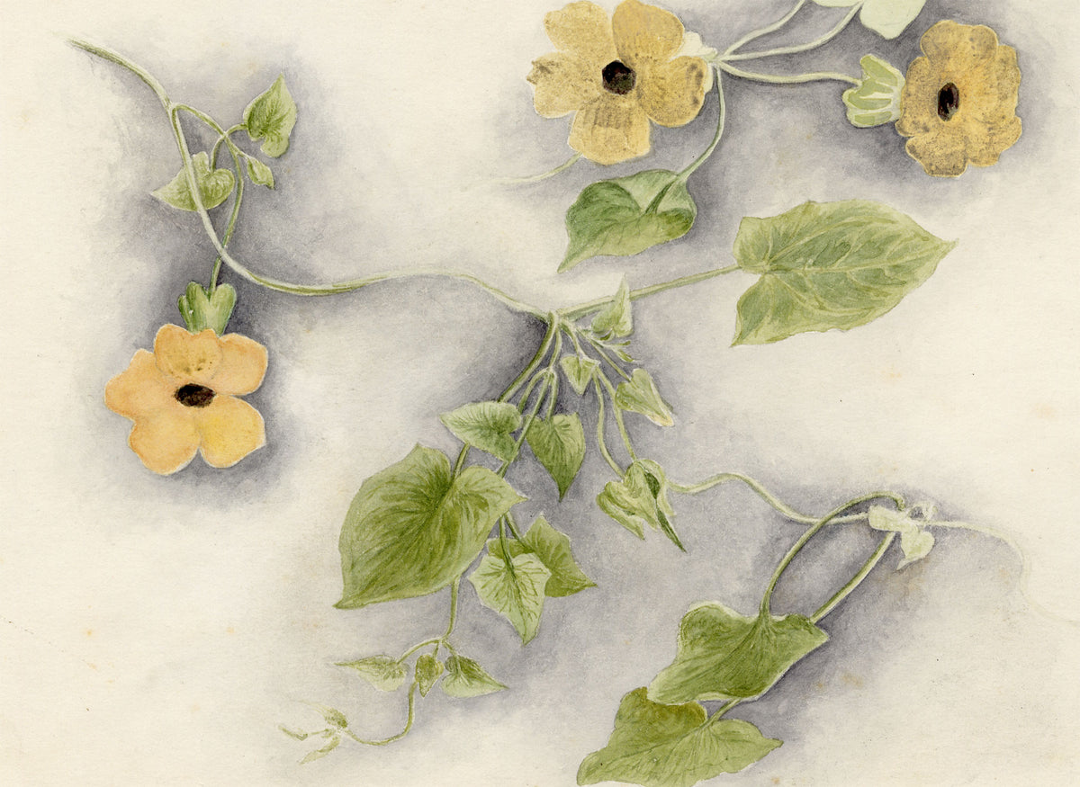 Anon., Black-eyed Susan Vine (Thunbergia alata) Flower, Australia or Hong Kong – c.1889 watercolour painting