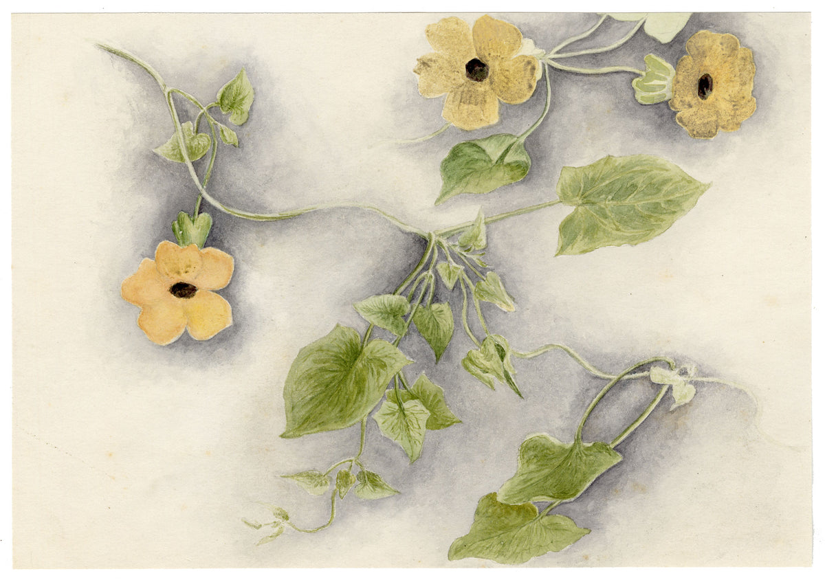 Anon., Black-eyed Susan Vine (Thunbergia alata) Flower, Australia or Hong Kong – c.1889 watercolour painting