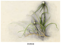 Anon., Black-eyed Susan Vine (Thunbergia alata) Flower, Australia or Hong Kong – c.1889 watercolour painting