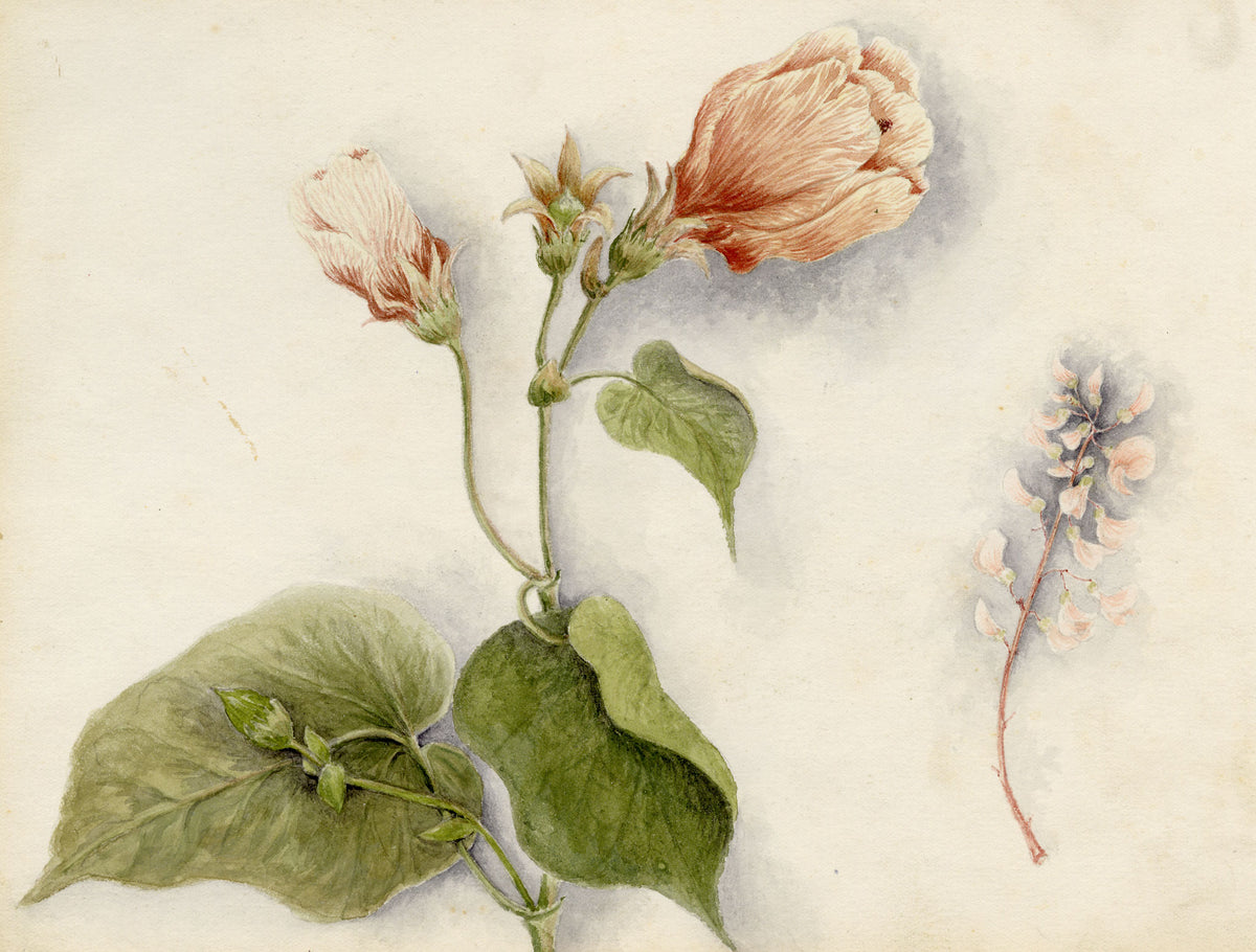 Anon., Hibiscus Rosa-sinensis Flower, Hong Kong – 1890 watercolour painting