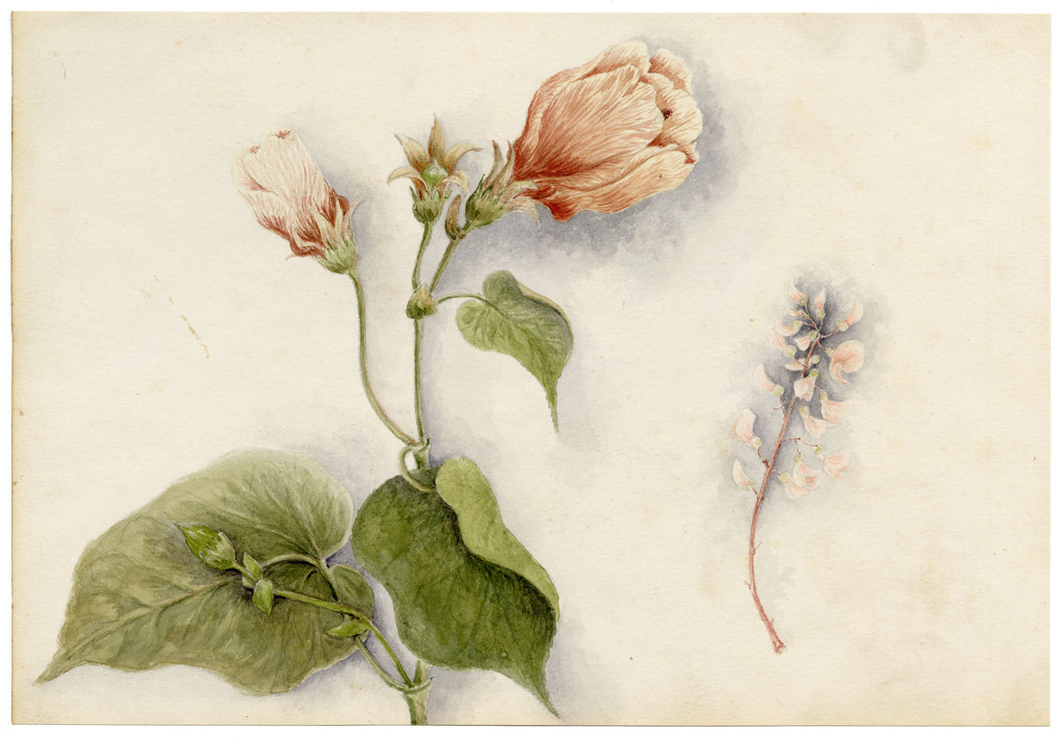 Anon., Hibiscus Rosa-sinensis Flower, Hong Kong – 1890 watercolour painting