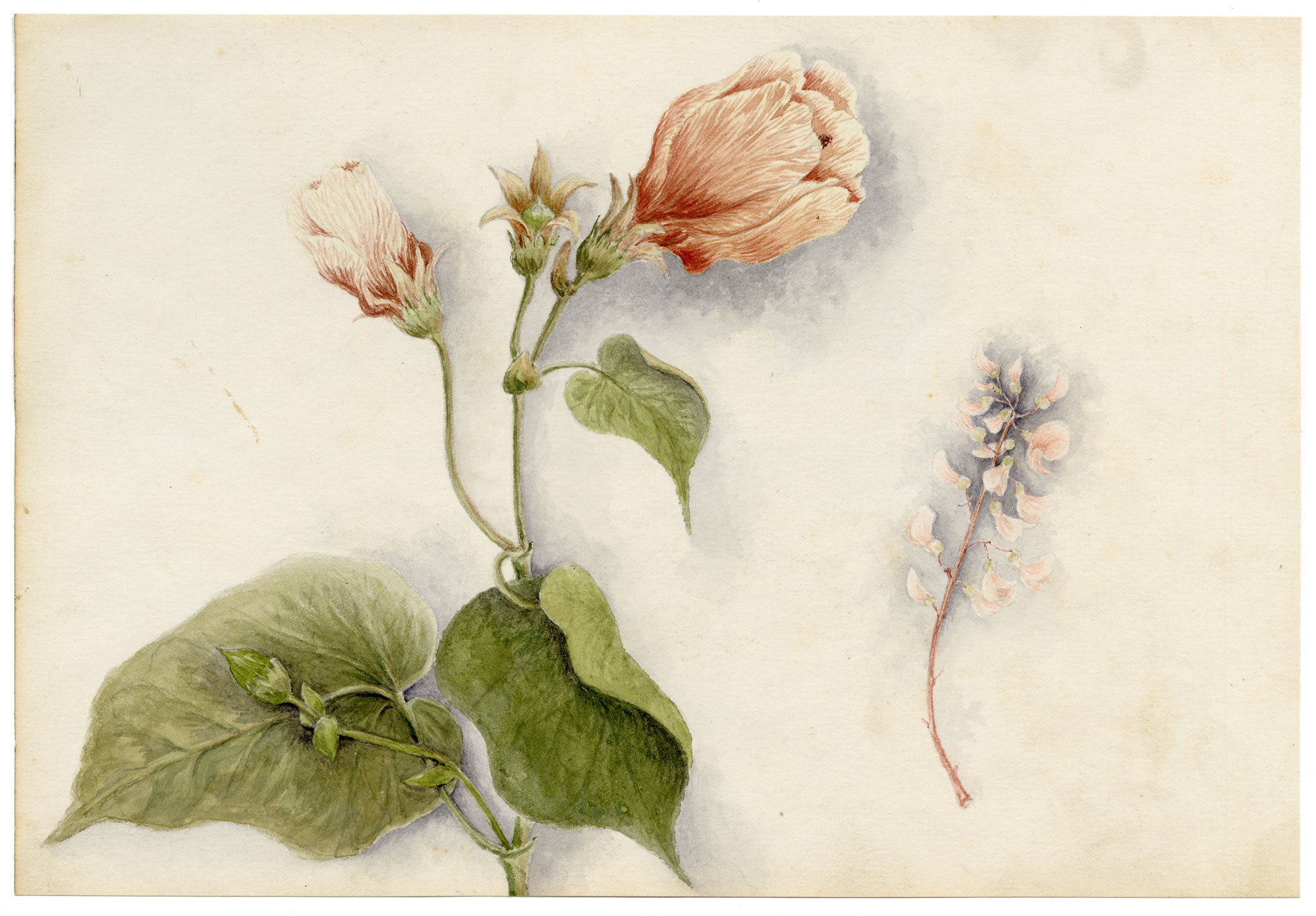 Anon., Hibiscus Rosa-sinensis Flower, Hong Kong – 1890 watercolour painting