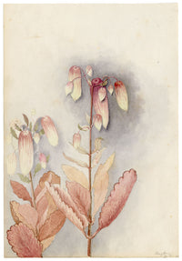 Anon., Hibiscus Rosa-sinensis Flower, Hong Kong – 1890 watercolour painting