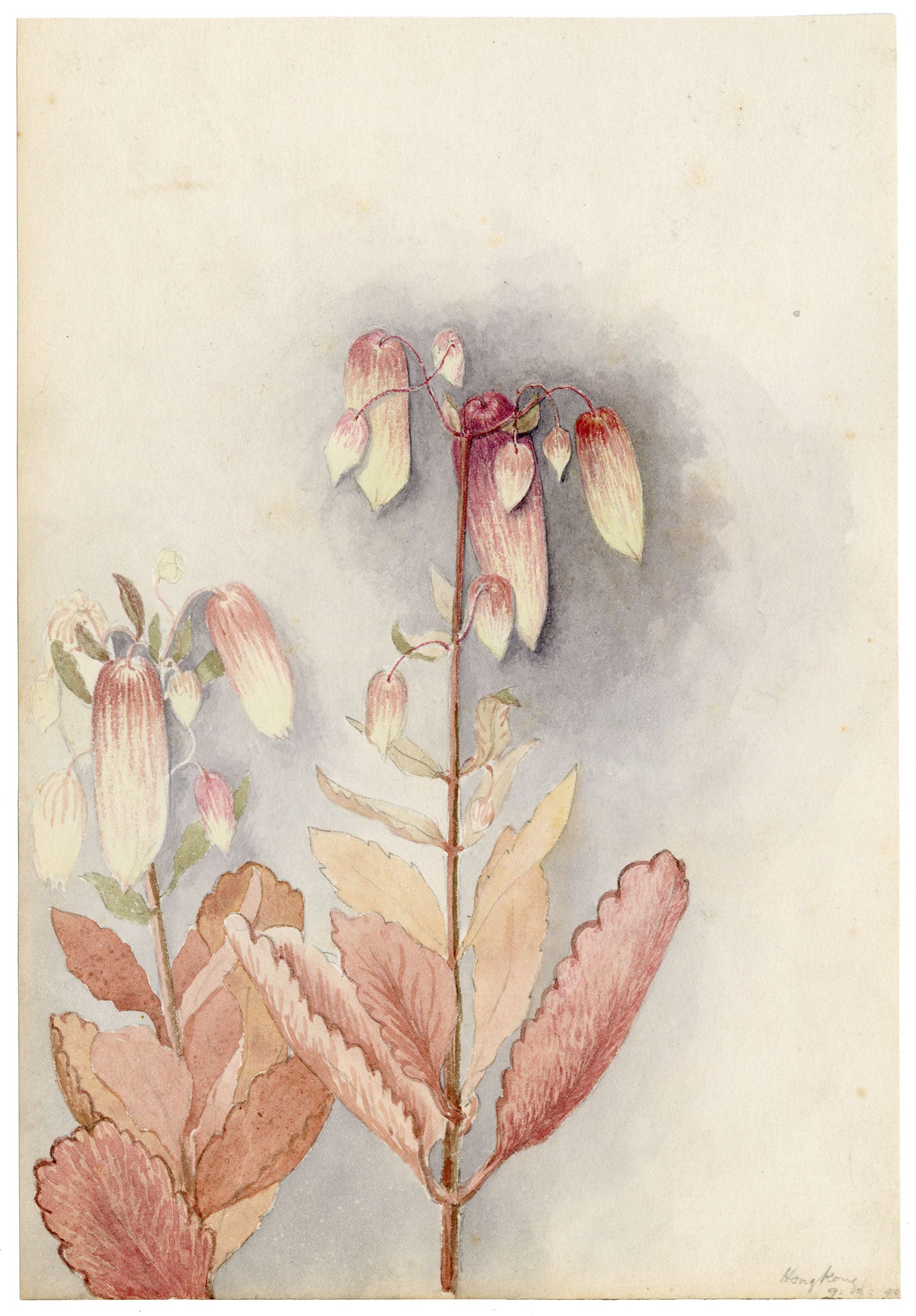Anon., Hibiscus Rosa-sinensis Flower, Hong Kong – 1890 watercolour painting