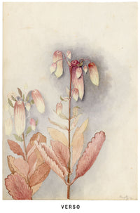Anon., Hibiscus Rosa-sinensis Flower, Hong Kong – 1890 watercolour painting