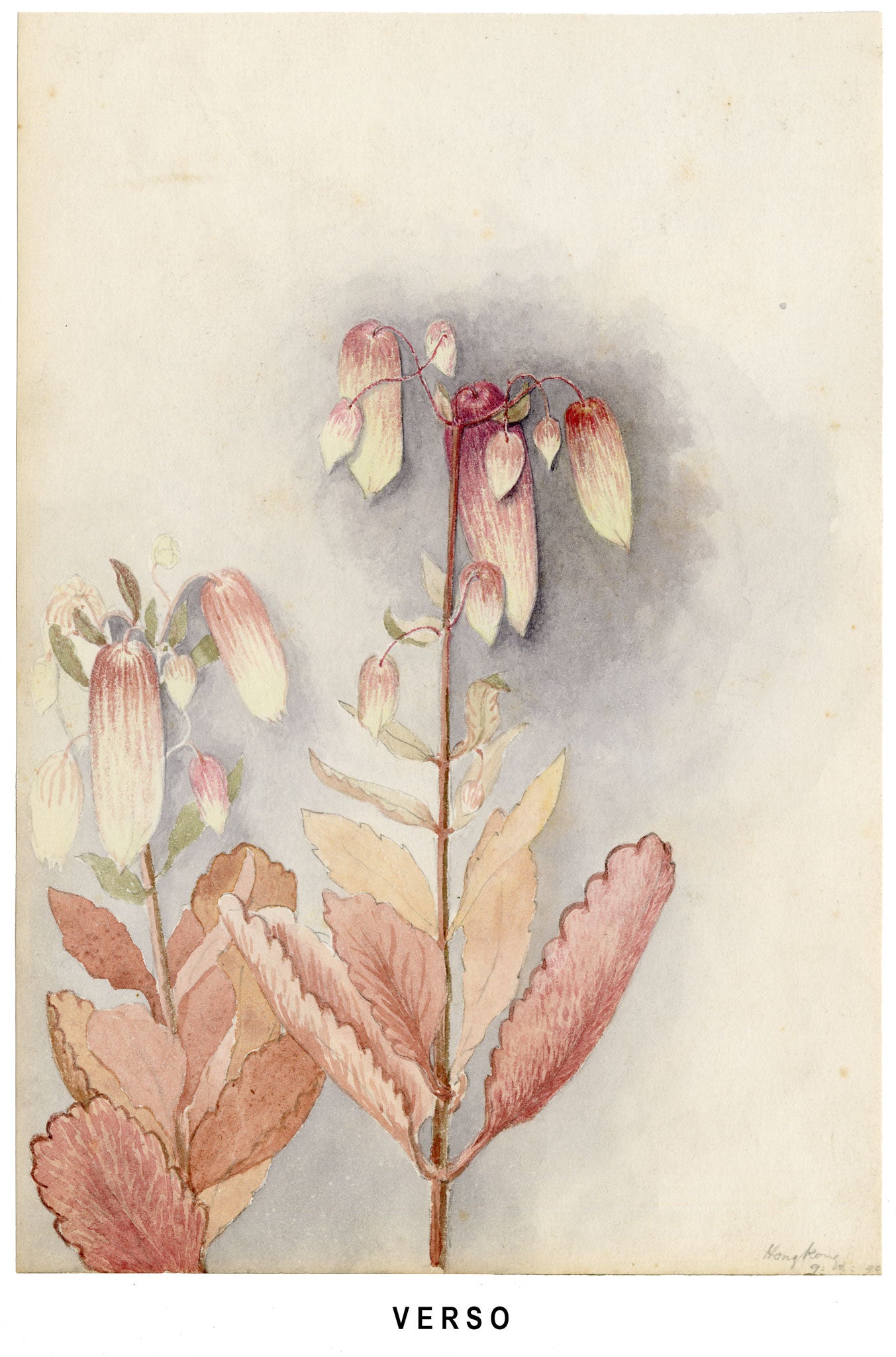 Anon., Hibiscus Rosa-sinensis Flower, Hong Kong – 1890 watercolour painting