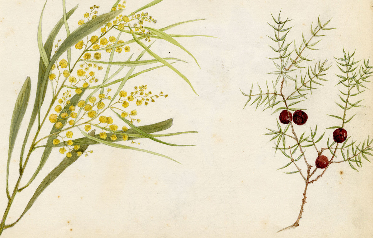 Anon., Golden Wattle Flower & Leptecophylla juniperina, Australia – 1886 watercolour painting