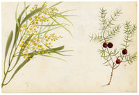 Anon., Golden Wattle Flower & Leptecophylla juniperina, Australia – 1886 watercolour painting