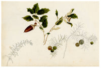 Anon., Golden Wattle Flower & Leptecophylla juniperina, Australia – 1886 watercolour painting