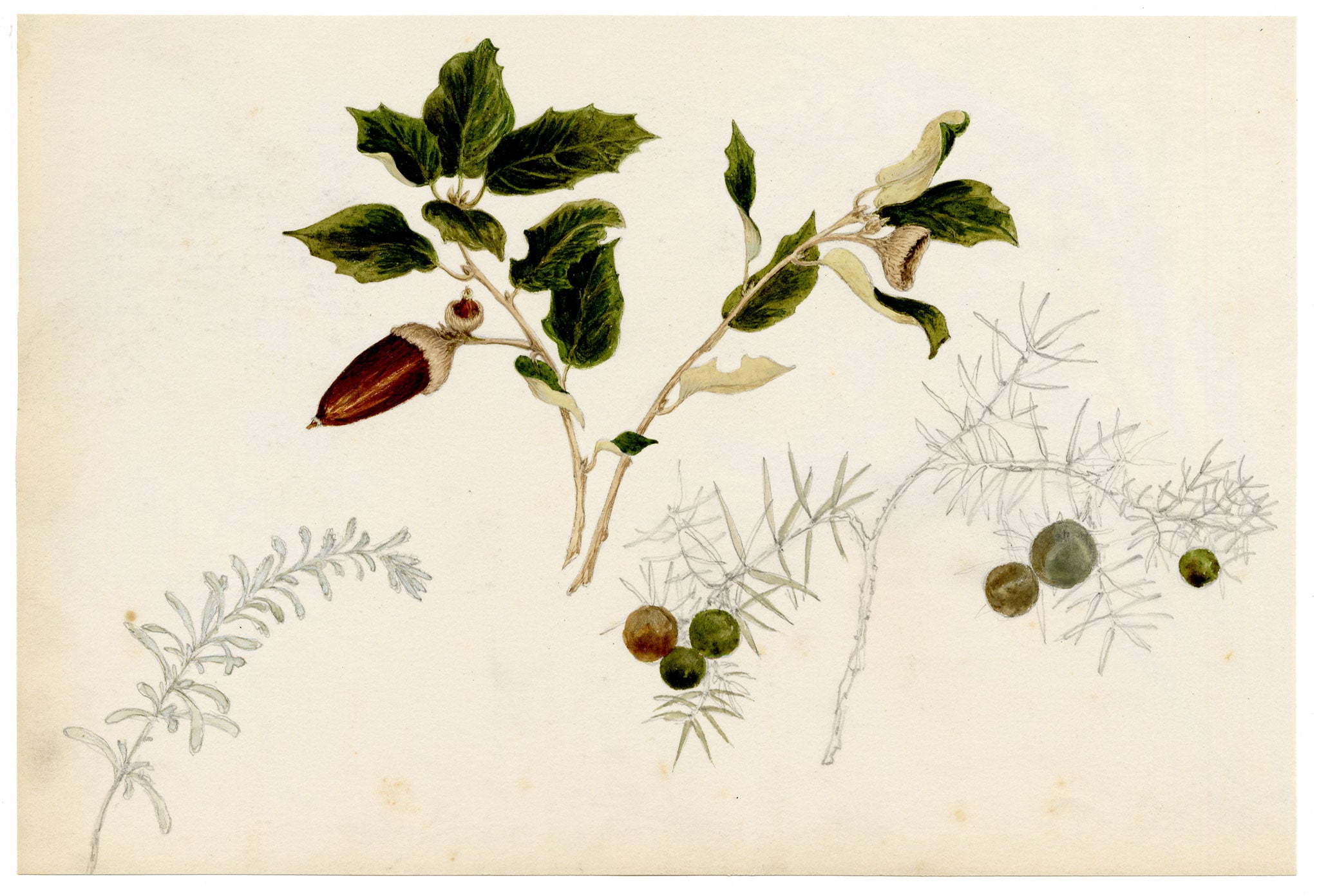 Anon., Golden Wattle Flower & Leptecophylla juniperina, Australia – 1886 watercolour painting