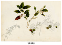 Anon., Golden Wattle Flower & Leptecophylla juniperina, Australia – 1886 watercolour painting