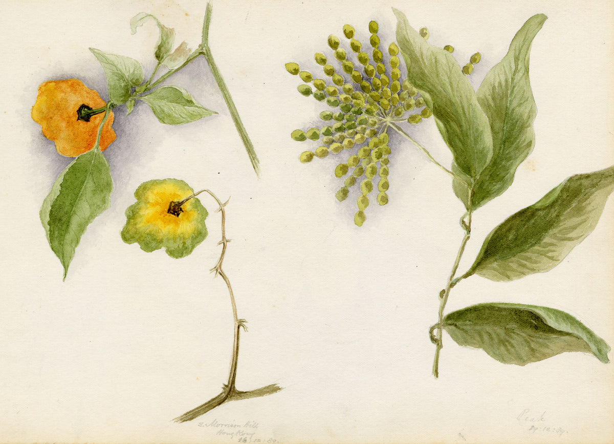 Anon., Hong Kong Pavetta & Orange Flower, Peak & Morrison Hill – 1889 watercolour painting
