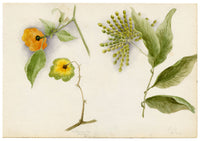 Anon., Hong Kong Pavetta & Orange Flower, Peak & Morrison Hill – 1889 watercolour painting