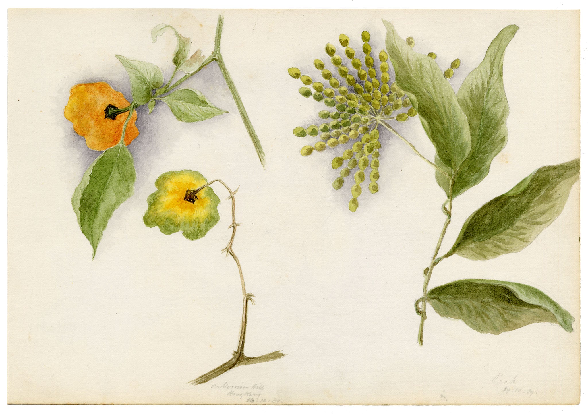 Anon., Hong Kong Pavetta & Orange Flower, Peak & Morrison Hill – 1889 watercolour painting