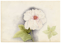 Anon., Hong Kong Pavetta & Orange Flower, Peak & Morrison Hill – 1889 watercolour painting