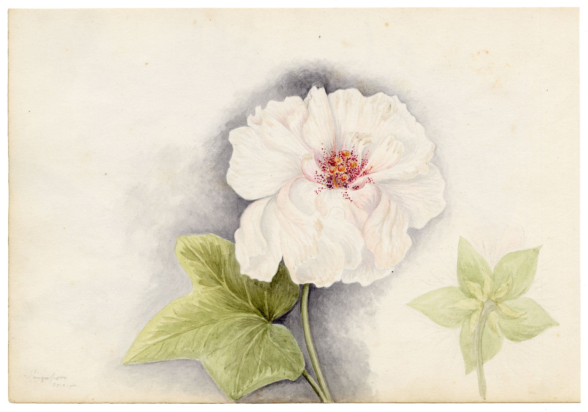 Anon., Hong Kong Pavetta & Orange Flower, Peak & Morrison Hill – 1889 watercolour painting