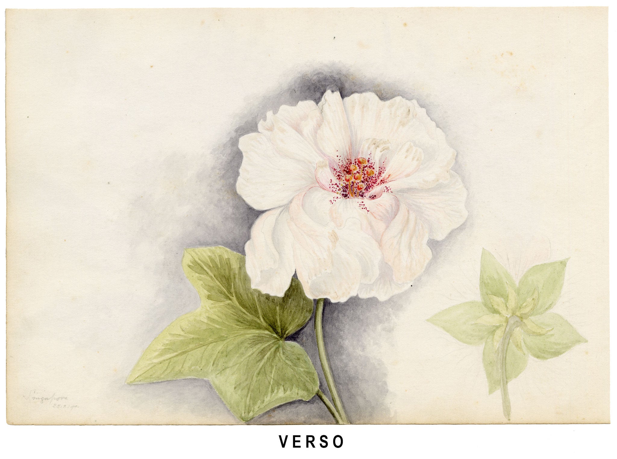Anon., Hong Kong Pavetta & Orange Flower, Peak & Morrison Hill – 1889 watercolour painting
