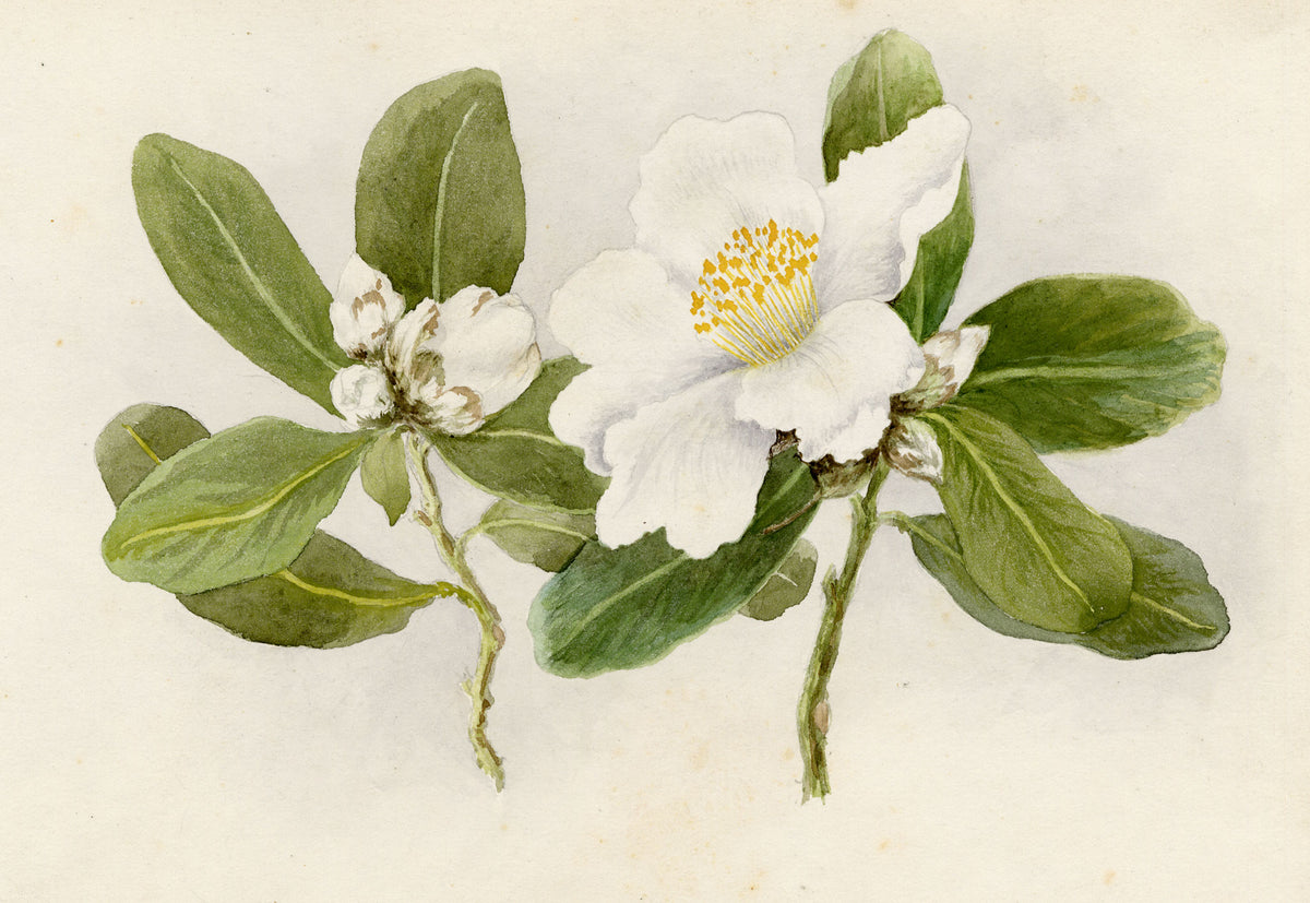 Anon., White Camellia Japonica Flower, Peak, Hong Kong – 1889 watercolour painting
