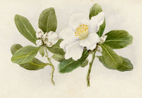 Anon., White Camellia Japonica Flower, Peak, Hong Kong – 1889 watercolour painting