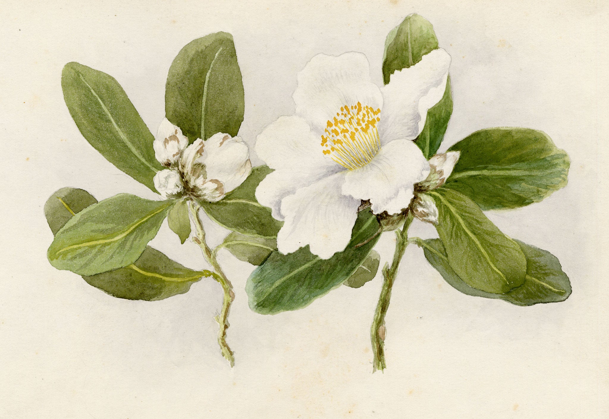Anon., White Camellia Japonica Flower, Peak, Hong Kong – 1889 watercolour painting