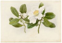 Anon., White Camellia Japonica Flower, Peak, Hong Kong – 1889 watercolour painting