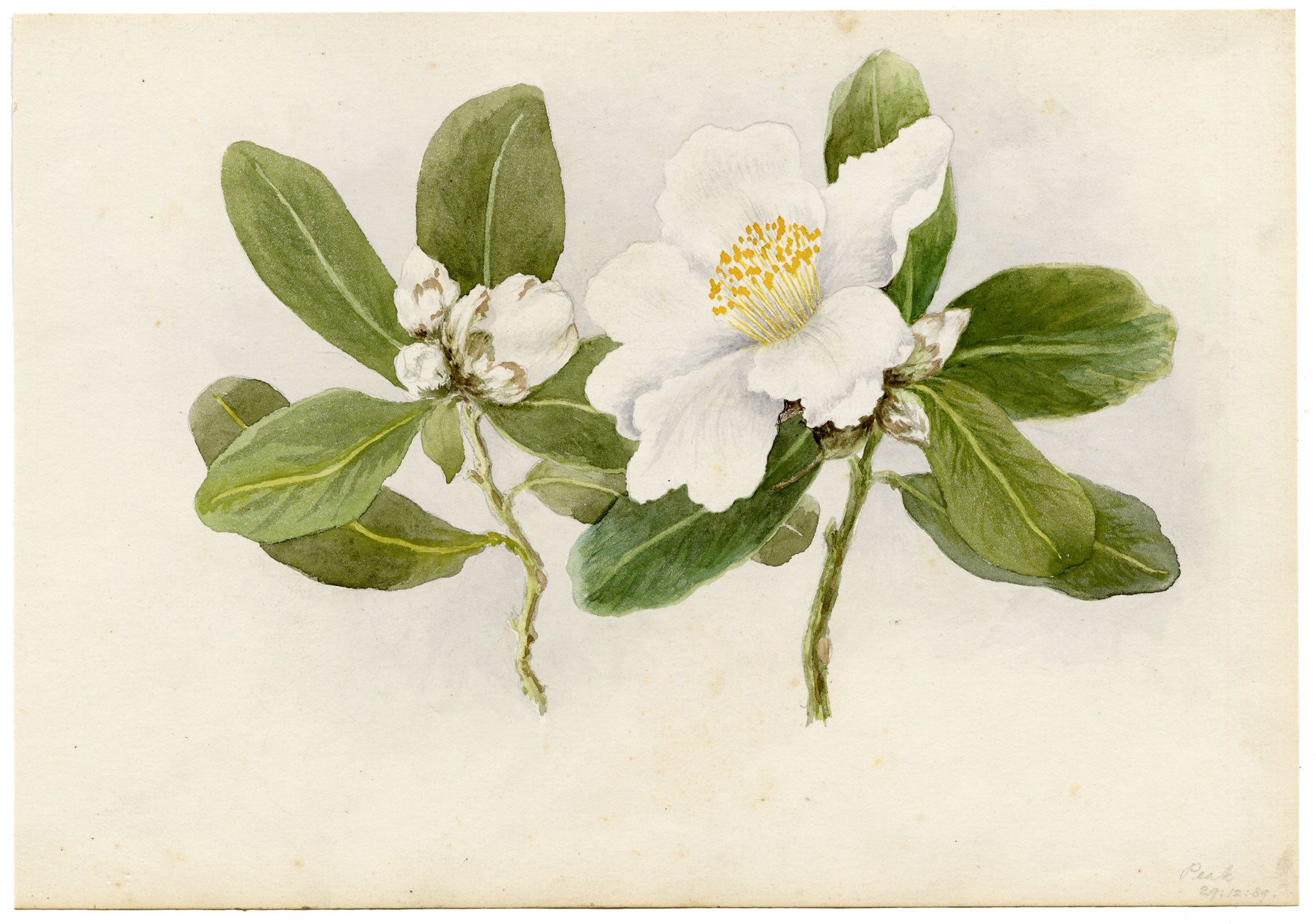 Anon., White Camellia Japonica Flower, Peak, Hong Kong – 1889 watercolour painting