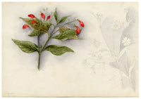 Anon., White Camellia Japonica Flower, Peak, Hong Kong – 1889 watercolour painting